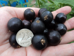f3386100dc5511e9ad24002590f34997_c1b2cf40dc5911e9ad24002590f34997