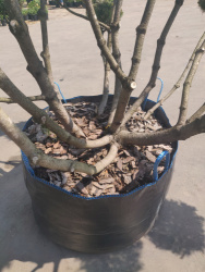 v8_0000db45_1b